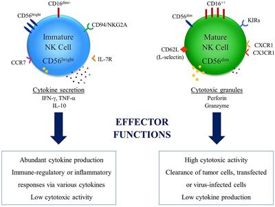 The Role of Natural Killer Cells in Autoimmune Diseases